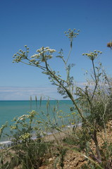 Astrodaucus littoralis
