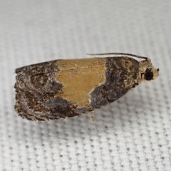 Olethreutes osmundana