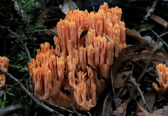 Ramaria capitata ochraceosalmonicolor