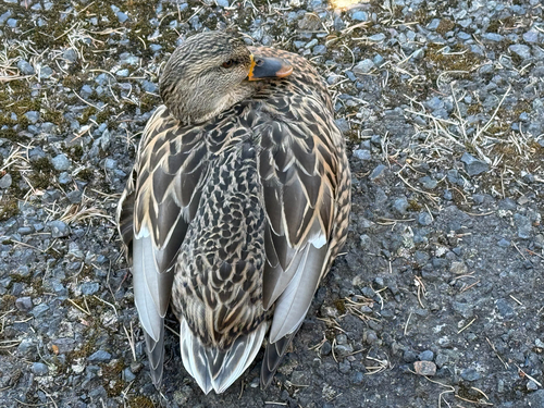 Mallard