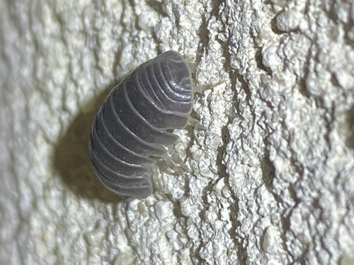 Armadillo officinalis