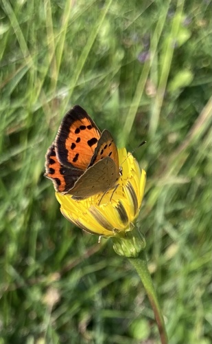 Small Copper