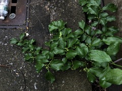 Celastrus orbiculatus