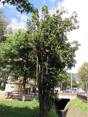Erythrina rubrinervia