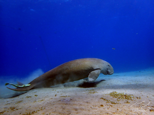 Dugong dugon, 2026-10-04