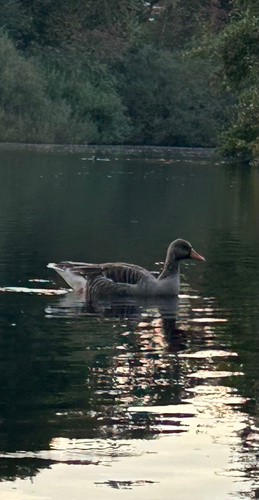 Greylag Goose
