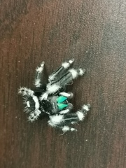Phidippus audax