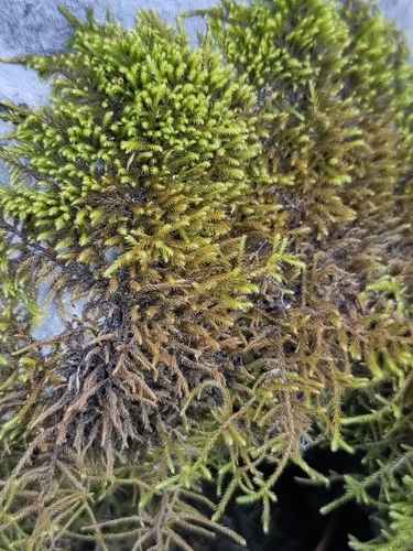 Lescuraea incurvata