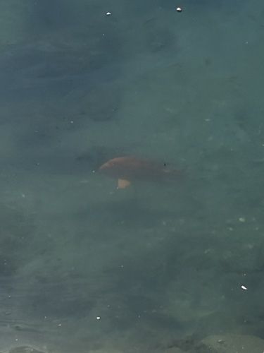 Garibaldi