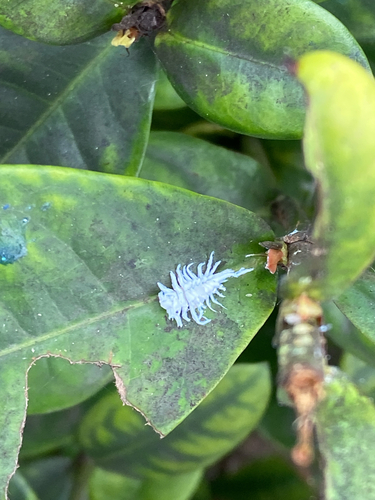 Mealybug Destroyer