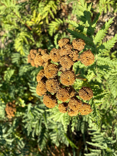 Common Tansy