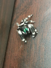 Phidippus audax