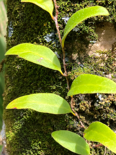 Pyrrosia lanceolata observed 2026-10-05