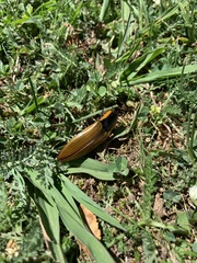 Semiotus luteipennis