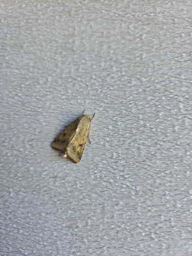 Corn Earworm Moth
