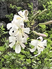 Lilium washingtonianum