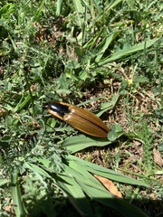 Semiotus luteipennis