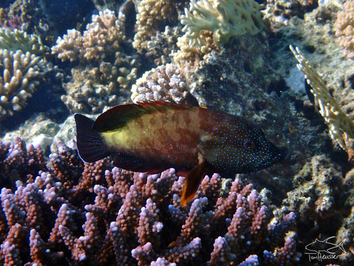 Cephalopholis hemistiktos observed 2026-10-04