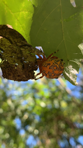 Marbled Orbweaver