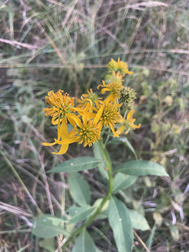 Wingstem
