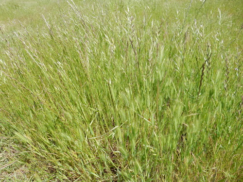 iNaturalist observation photo of Lolium