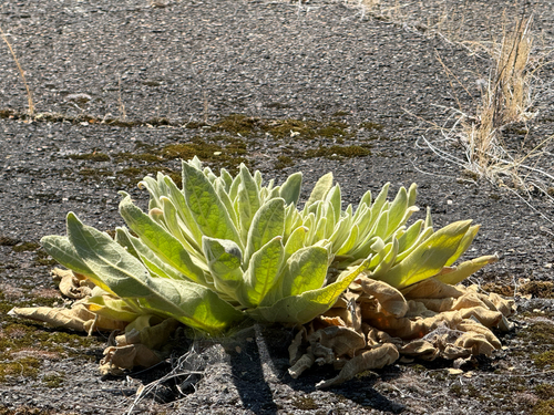 great mullein