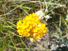 Psilostrophe gnaphalodes