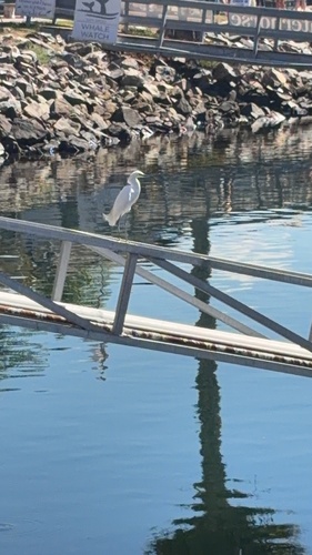 Snowy Egret