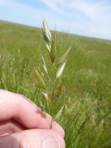 iNaturalist observation photo of common soft brome