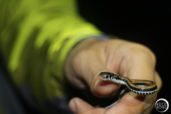 Xenochrophis vittatus