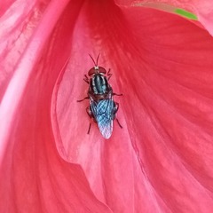 Cyphomyia albomaculata