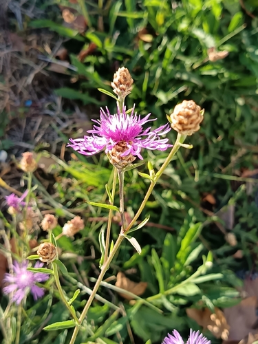 Brown Knapweed