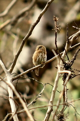 Glaucidium peruanum