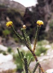Helichrysum parvifolium