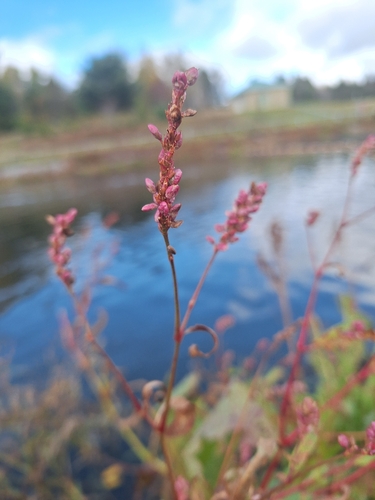 pinkweed