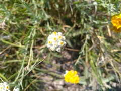 Psilostrophe gnaphalodes