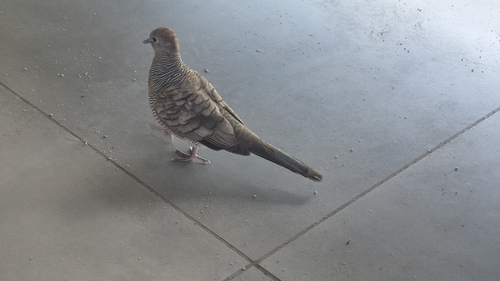 Zebra Dove
