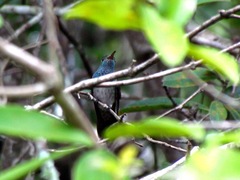 Amazilia luciae