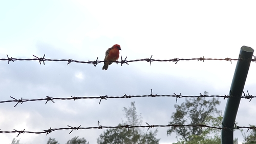 Red Fody