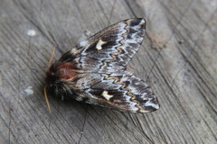 Ormiscodes schmidtnielseni