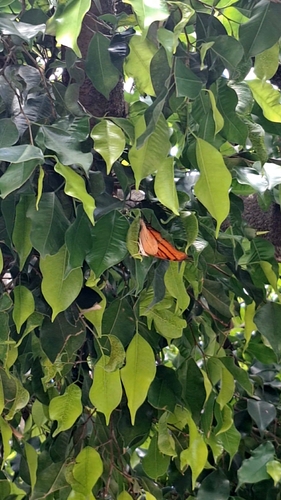 Ruddy Daggerwing