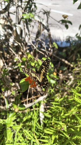 Lime Swallowtail