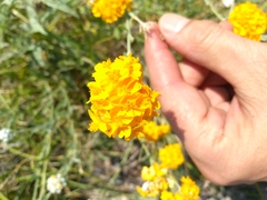 Psilostrophe gnaphalodes