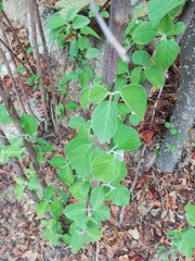 Cordia dichotoma