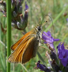 Thymelicus sylvestris
