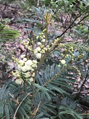 Acacia mearnsii, recorded flowering