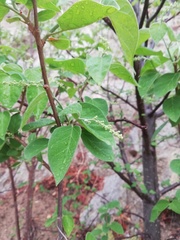 Cordia dichotoma