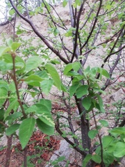 Cordia dichotoma