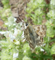 Muschampia lavatherae