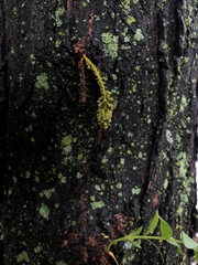 Gleditsia triacanthos inermis